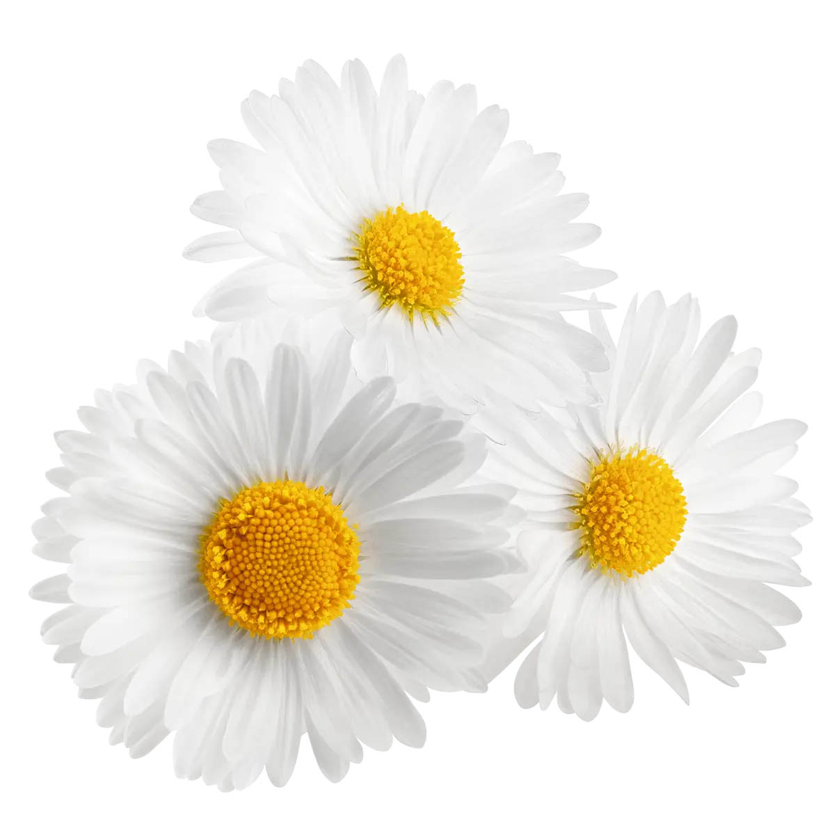 Chamomile